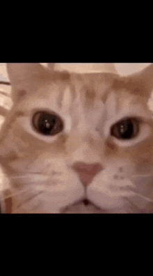 Srslyyelena Cat Yelling GIF - Srslyyelena Cat Yelling Qlossybrat GIFs