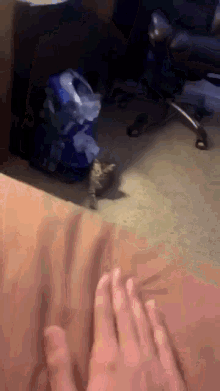 Cat Tapping Floor GIF - Cat Tapping Floor GIFs