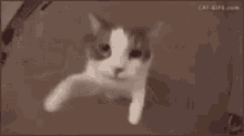 a close up of a cat 's face looking at the camera in a black and white photo .