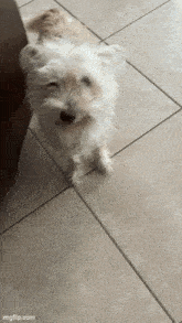 a small white dog is standing on a tiled floor and looking up at the camera .