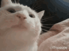 Cat Crazy GIF - Cat Crazy Catcrazy GIFs