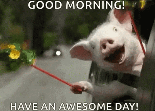 Happy Pig GIF - Happy Pig Car - Discover & Share GIFs