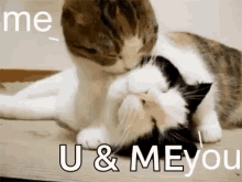 U And Me You And Me GIF - U And Me You And Me Cat GIFs