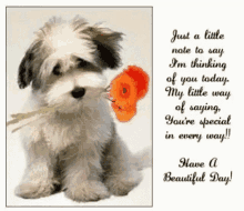 Have A Beautiful Day Dog GIF - Have A Beautiful Day Dog Puppy GIFs