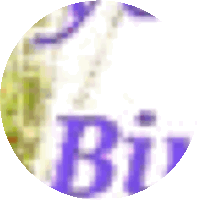 a blurry picture of the word bi in a purple circle