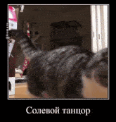 a picture of a cat in a black frame with a caption in russian