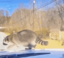 Raccoon Commits GIF - Raccoon Commits Suicide GIFs