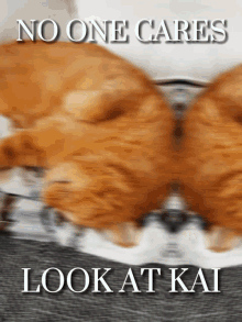 Kai Cat GIF - Kai Cat Cute GIFs