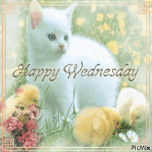 a happy wednesday card with a white kitten and chicks