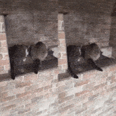 two cats are laying on a brick wall ledge