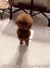Dog Dance Puppy Dance GIF