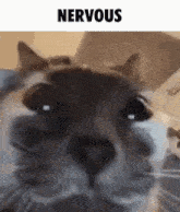 Nervous Cat Lemon Demon GIF - Nervous Cat Lemon Demon Soft Fuzzy Man GIFs