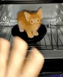 Cat Microwave GIF
