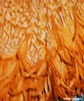 a close up of a person 's feathers with the words t4yce tumblr written on the bottom