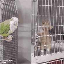 Bird Cage Kitten GIF