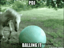 a picture of a horse and a ball that says pdj