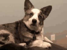 Corgi Dog GIF - Corgi Dog Nodding GIFs