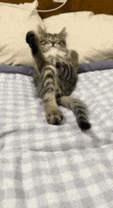 a cat is laying on its back on a bed with its paws up .