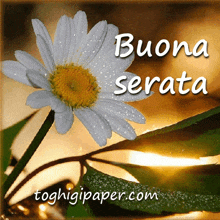 a picture of a flower with the words buona serata