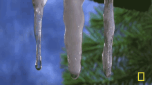 Drip Drop Icicle GIF - Drip Drop Icicle Icicles Melting GIFs