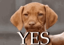 Howadorable Yes GIF - Howadorable Yes Nod GIFs