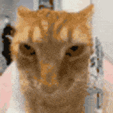 a close up of a cat looking at the camera with a blurry background .