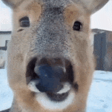 a close up of a deer with its mouth open looking at the camera .