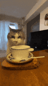 a cat sits next to a cup and saucer with a spoon