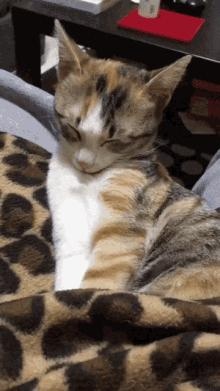 спать Sleepy GIF - спать Sleepy Cat GIFs