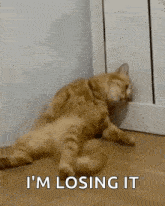 a cat is laying on the floor with the words `` i 'm losing it '' written on the bottom .