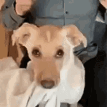 Dog Cuddle GIF - Dog Cuddle Plush GIFs