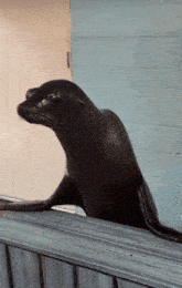 a seal looking over a wooden fence in front of a blue wall
