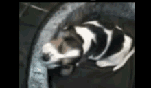 Beagle Dormido GIF - Beagle Dormido Sueno GIFs