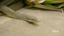 Sticking Tongue Out National Geographic GIF