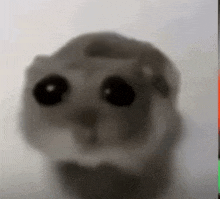 a blurred image of a hamster with big eyes