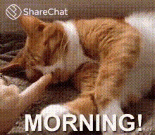 Morning Good Morning GIF - Morning Good Morning Greetings - Discover & Share  GIFs