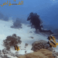 Scuba Diving Divermmk GIF - Scuba Diving Diving Divermmk GIFs