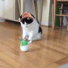 Cat Wif GIF - Cat Wif Hat GIFs