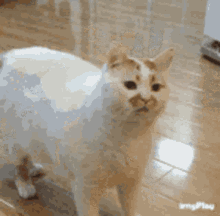 คิมโรโระ Cat GIF - คิมโรโระ Cat Back Away GIFs