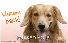 Welcome Back Dogs GIF - Welcome Back Back Dogs GIFs