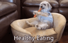 Dog Carrot GIF - Dog Carrot Healthy Eating GIFs