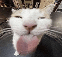 Silly Silly Cat GIF - Silly Silly Cat Cat GIFs