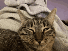 Another Picture Of A Happy Kitty Cat GIF - Another Picture Of A Happy Kitty Cat GIFs