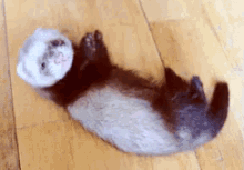 Cutie Pie GIF - Cute Awe Otter GIFs