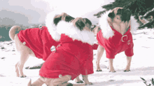 Pug Christmas GIF