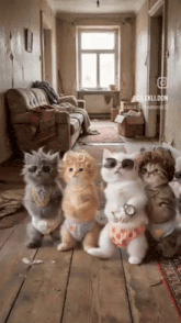 a group of cats wearing diapers and sunglasses are standing on a wooden floor .