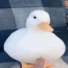 Duck Smiling Duck GIF - Duck Smiling Duck Duck Getting Tickled GIFs