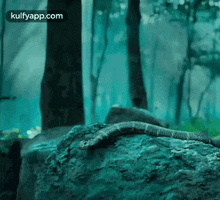 Snake.Gif GIF - Snake Pamu Forest GIFs
