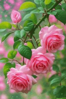 a bunch of pink roses with green leaves on a tree branch