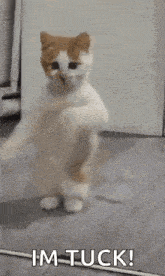a white and orange cat is standing on its hind legs and dancing .